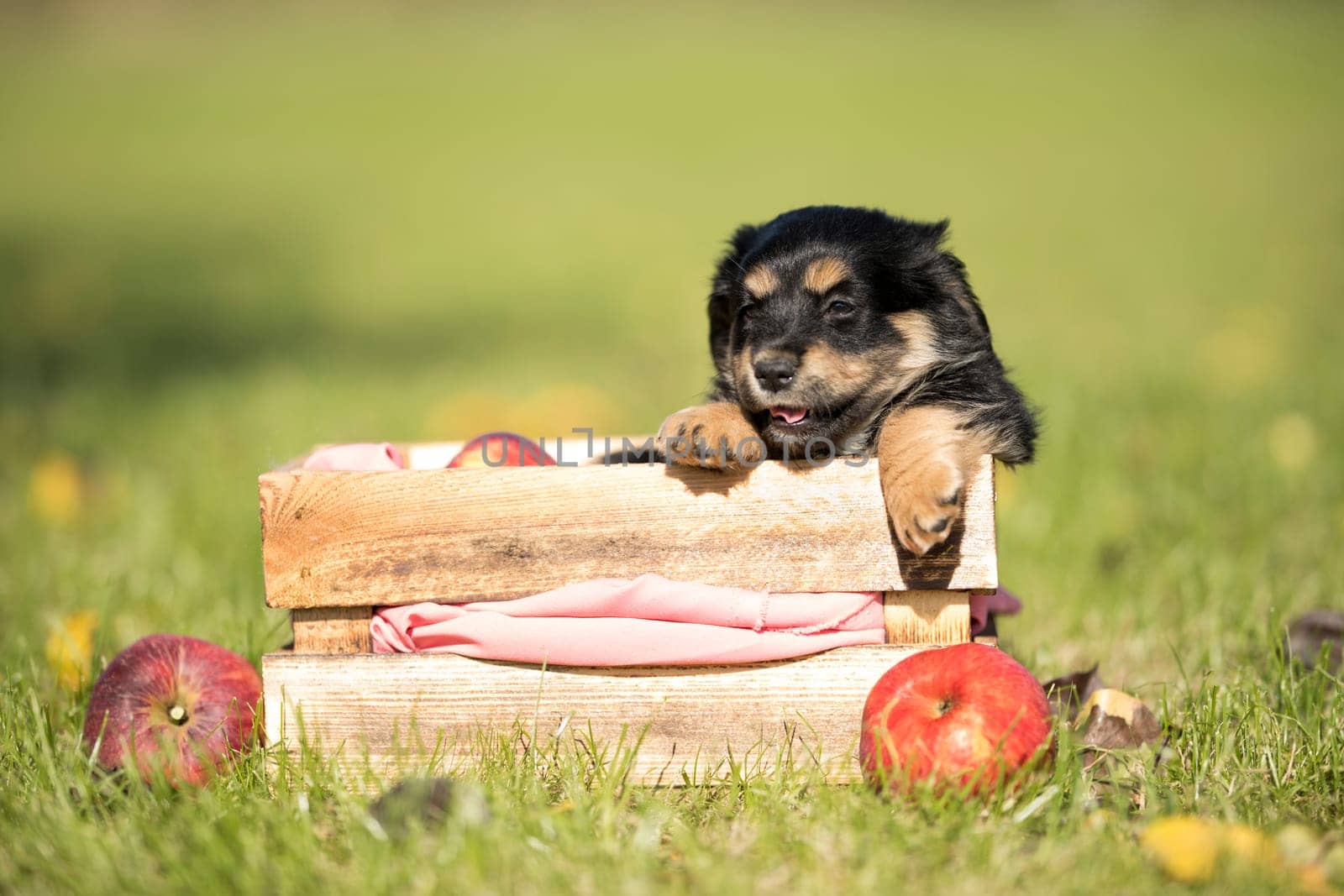 Cute little dog in a wooden crate on the grass