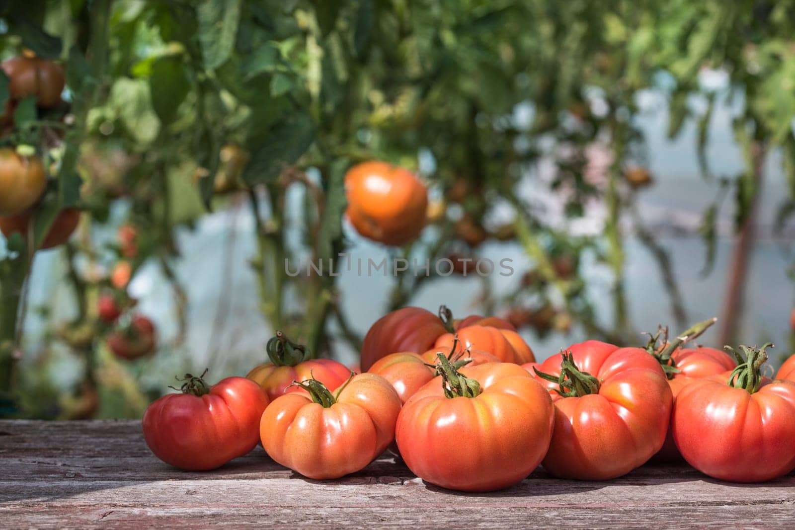 Vegetables, tomatoes on wooden desk
