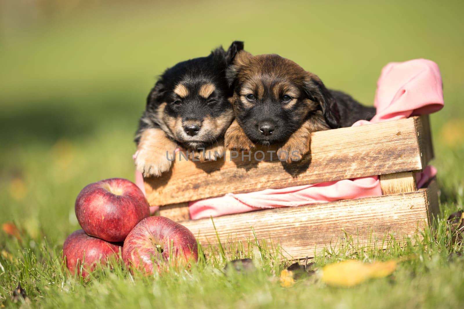 Two dog in a wooden crate on the grass