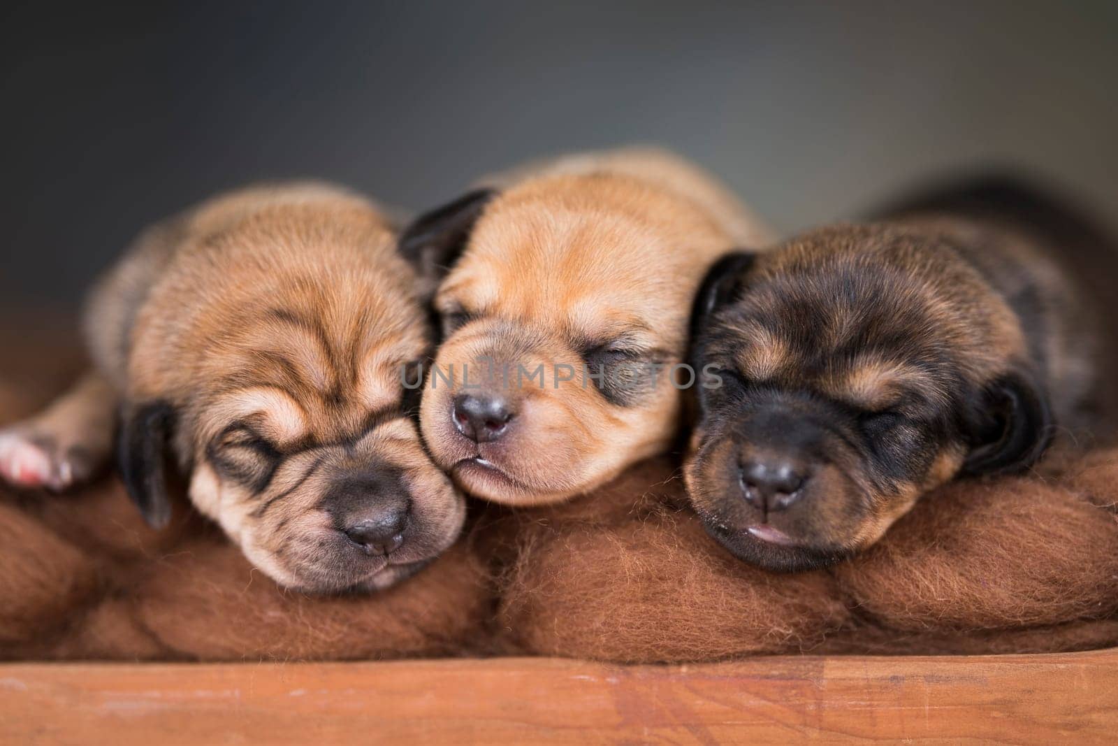 Dogs sleep on a small wooden bed