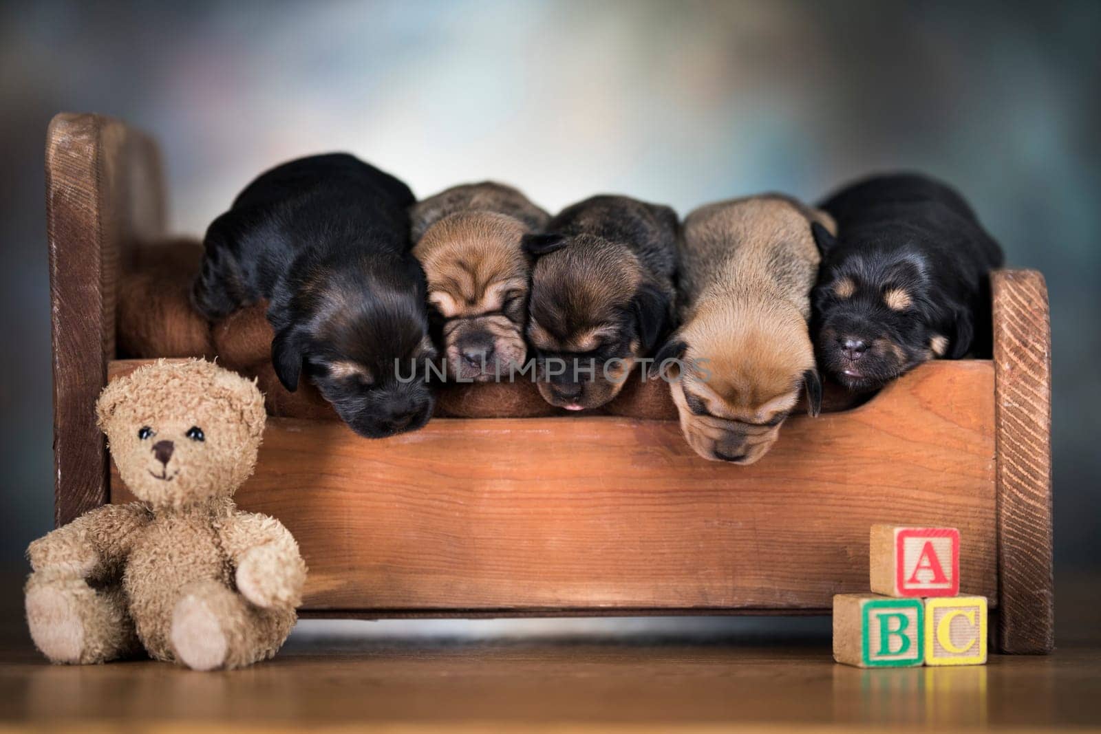 The dogs sleep on a wooden bed