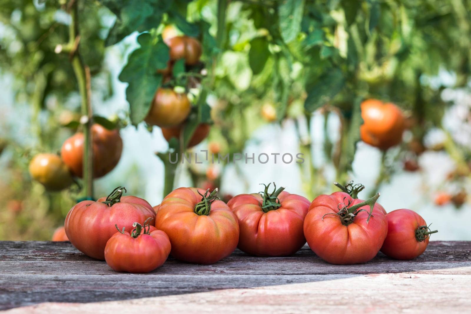 Vegetables, Tomatoes,  on desk in garden