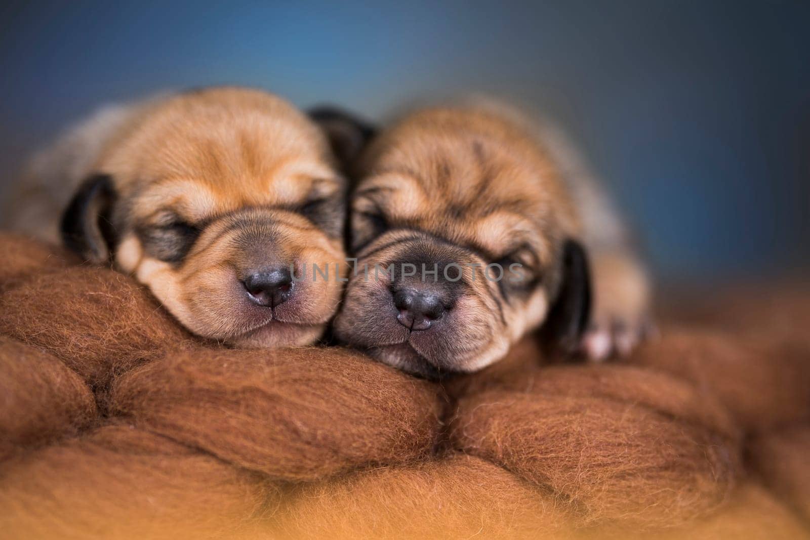 A beautiful little dog sleeps on a blanket