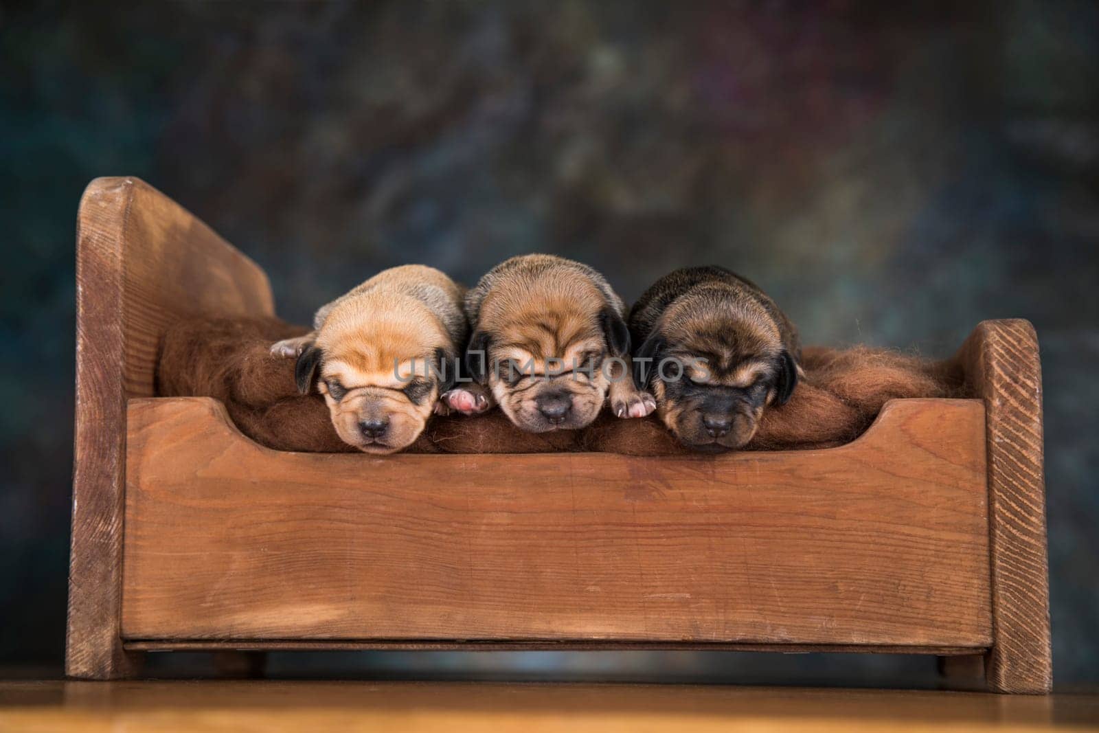 The dogs sleep on a wooden bed