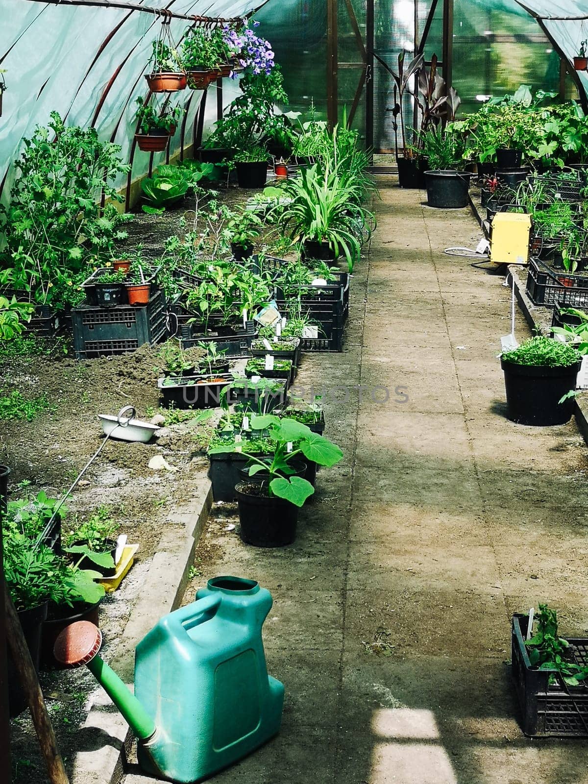 Pots with ornamental, flowering and edible plants, garden tools and watering cans inside the greenhouse.