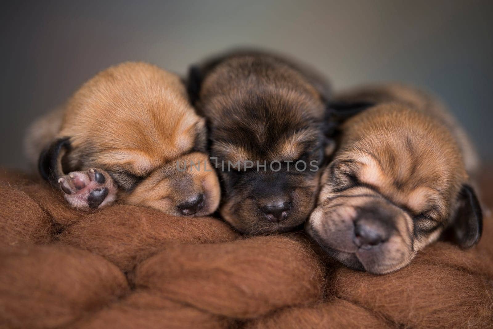 Little cute puppies are sleeping on a blanket