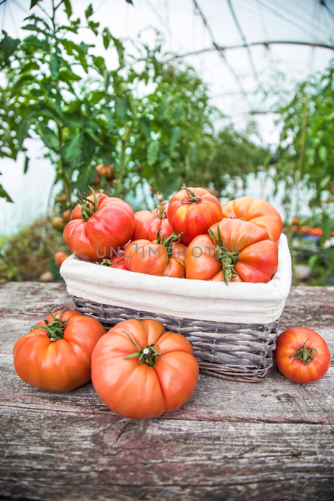 Red Tomatoes in a Greenhouse, organic food