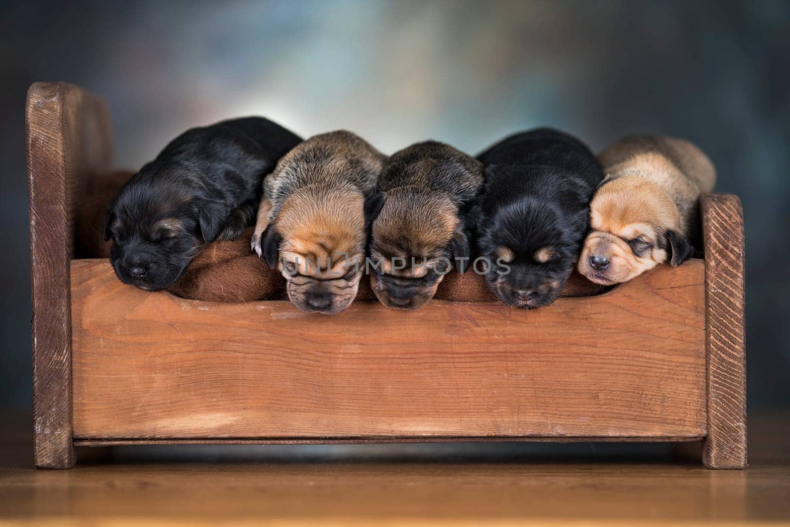 Little puppies sleeping in bed