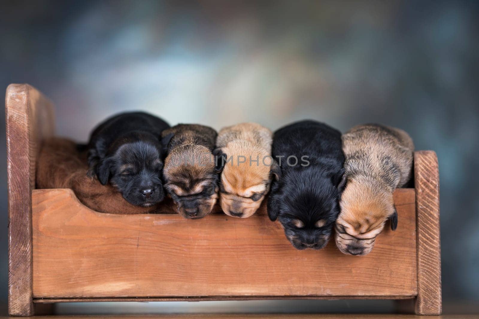 Little puppies sleeping in bed