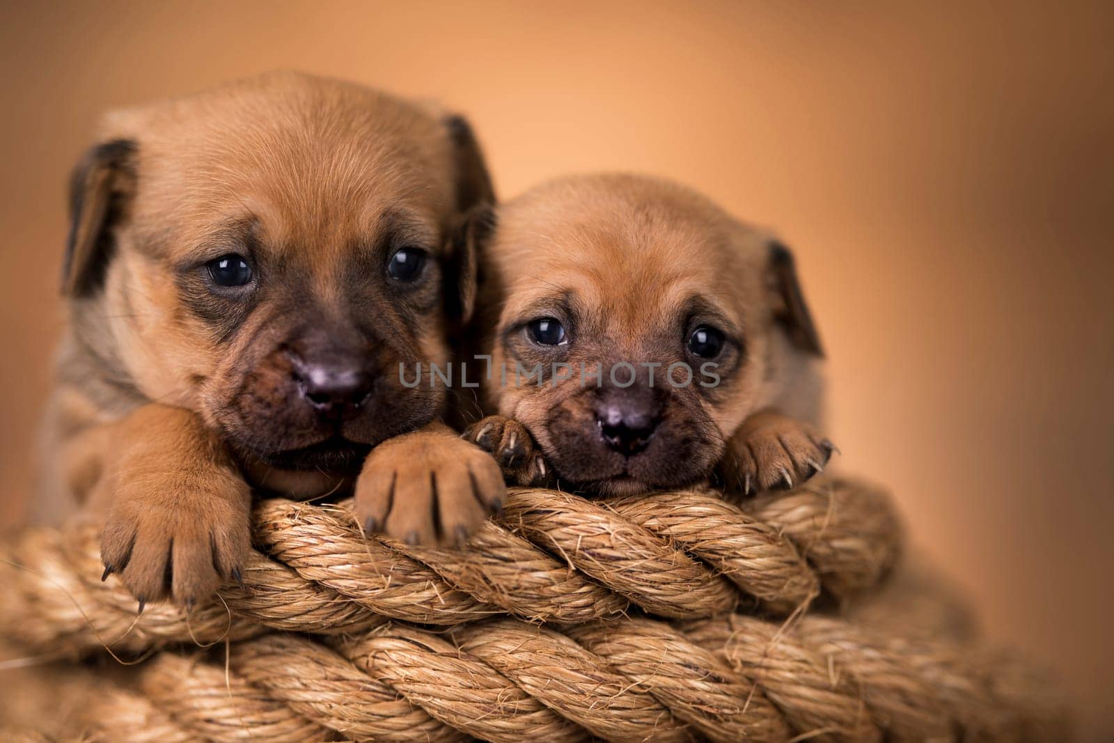 Little dog on a sailing rope