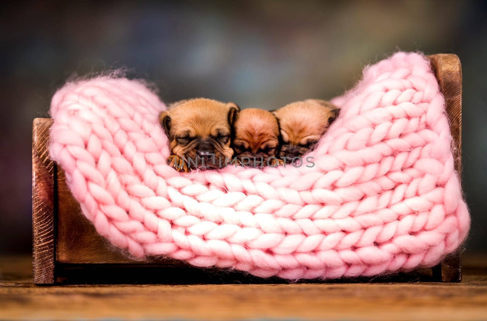 Dogs sleep on a small wooden bed