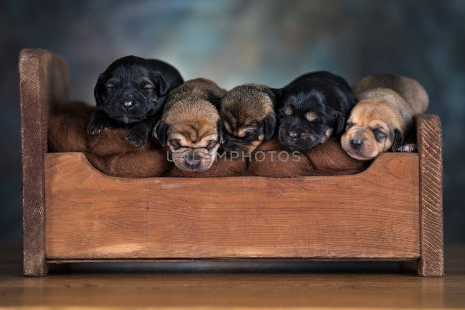 Dogs sleep on a small wooden bed