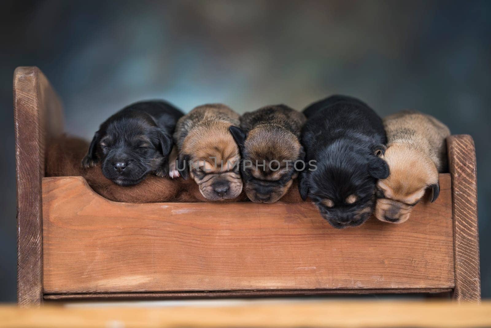The dogs sleep on a wooden bed
