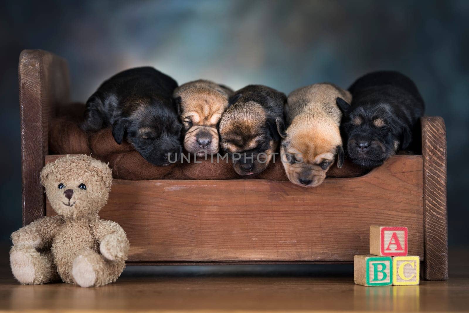 Dogs sleep on a small wooden bed
