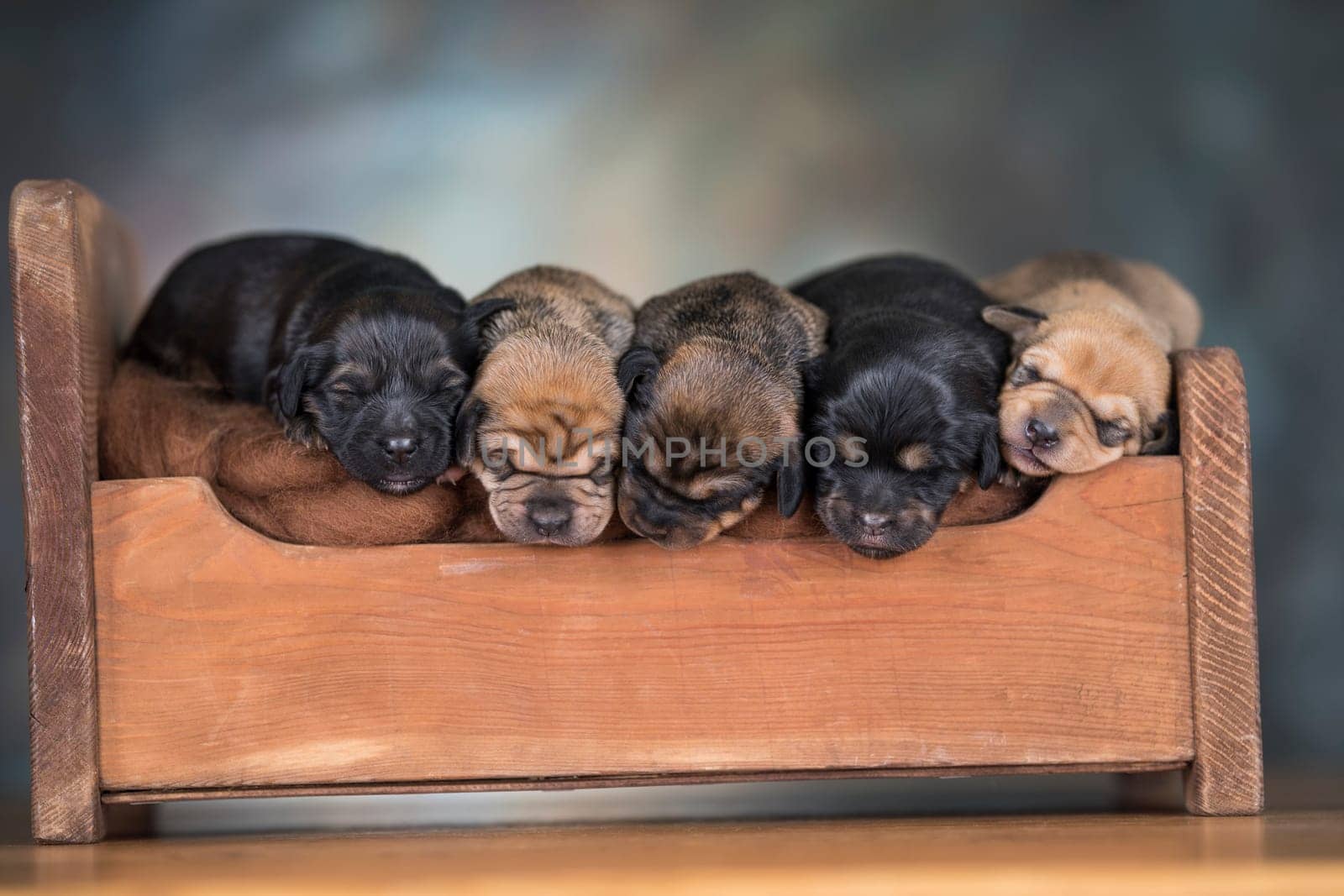 Little puppies sleeping in bed