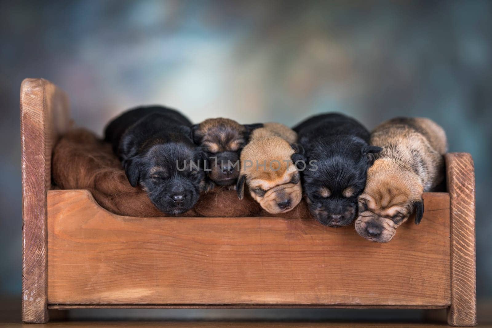 Dogs sleep on a small wooden bed