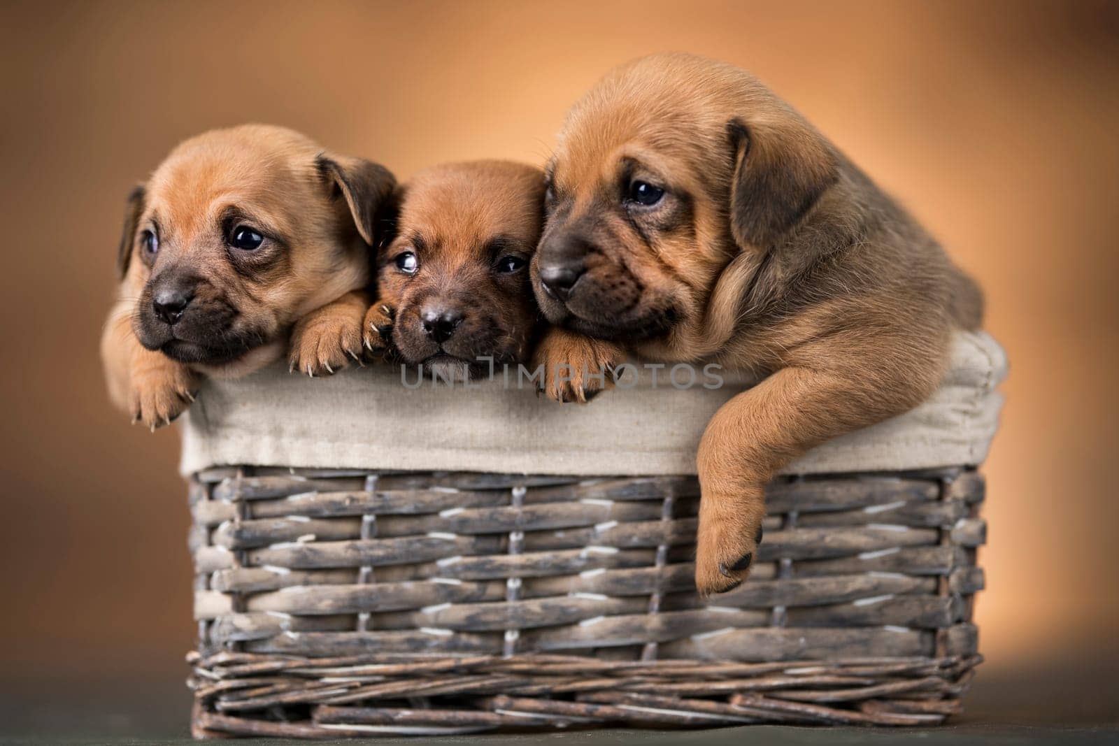 Dogs in a wicker basket