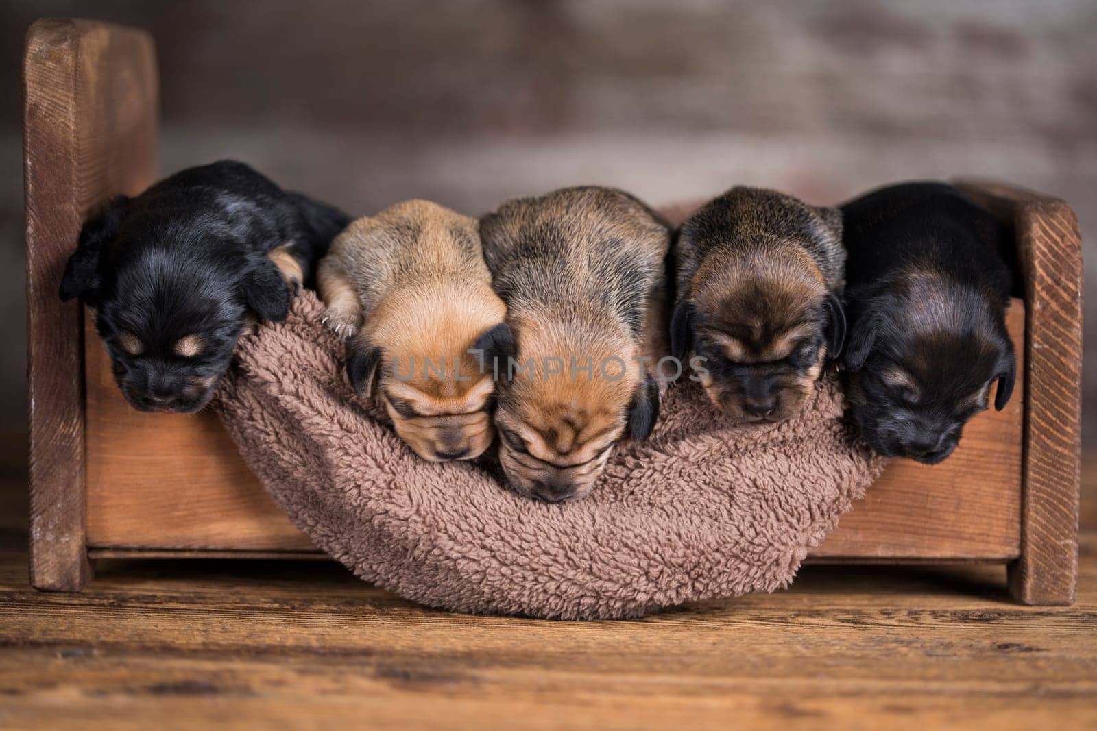 Little puppy breed is sleeping