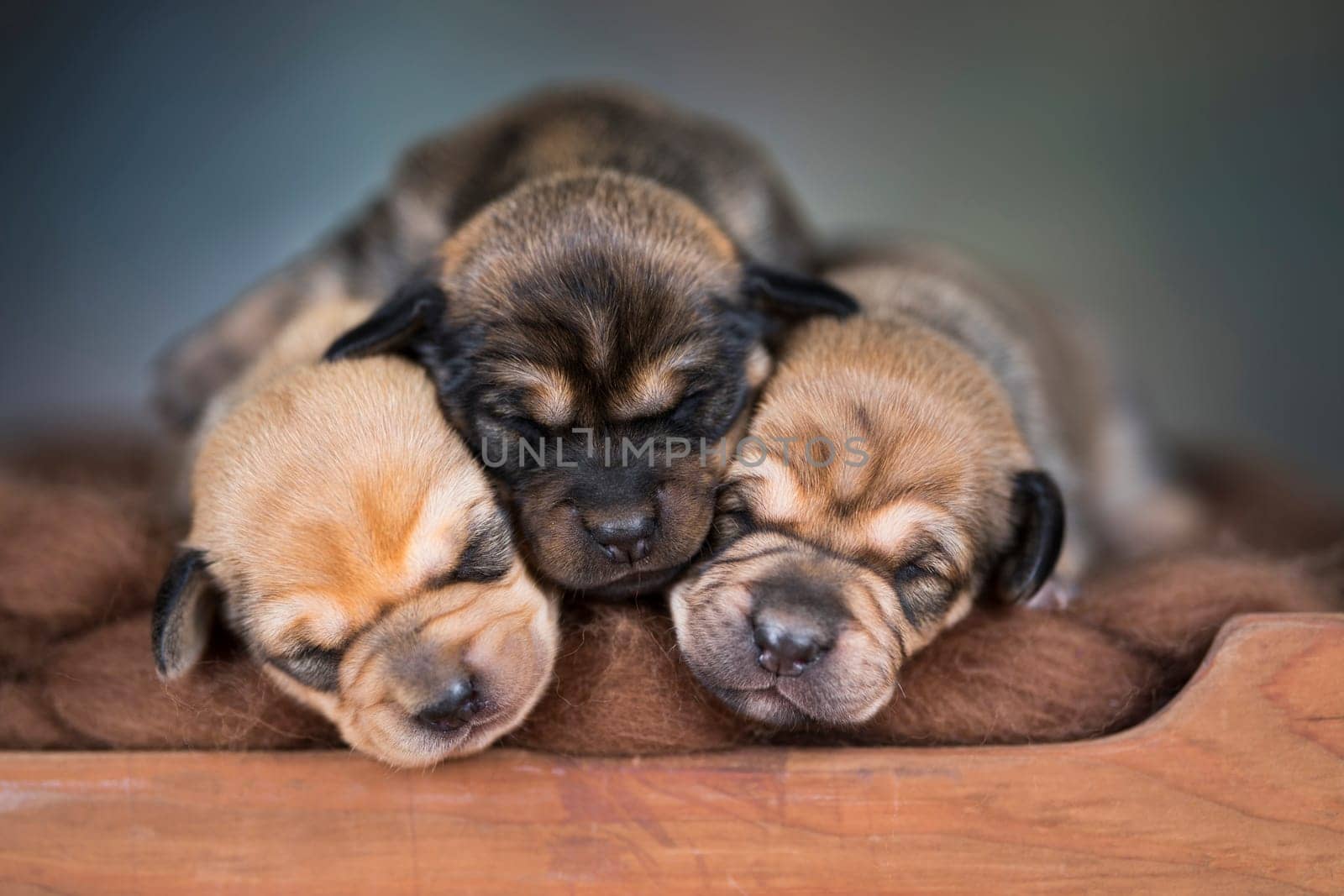 The dogs sleep on a wooden bed