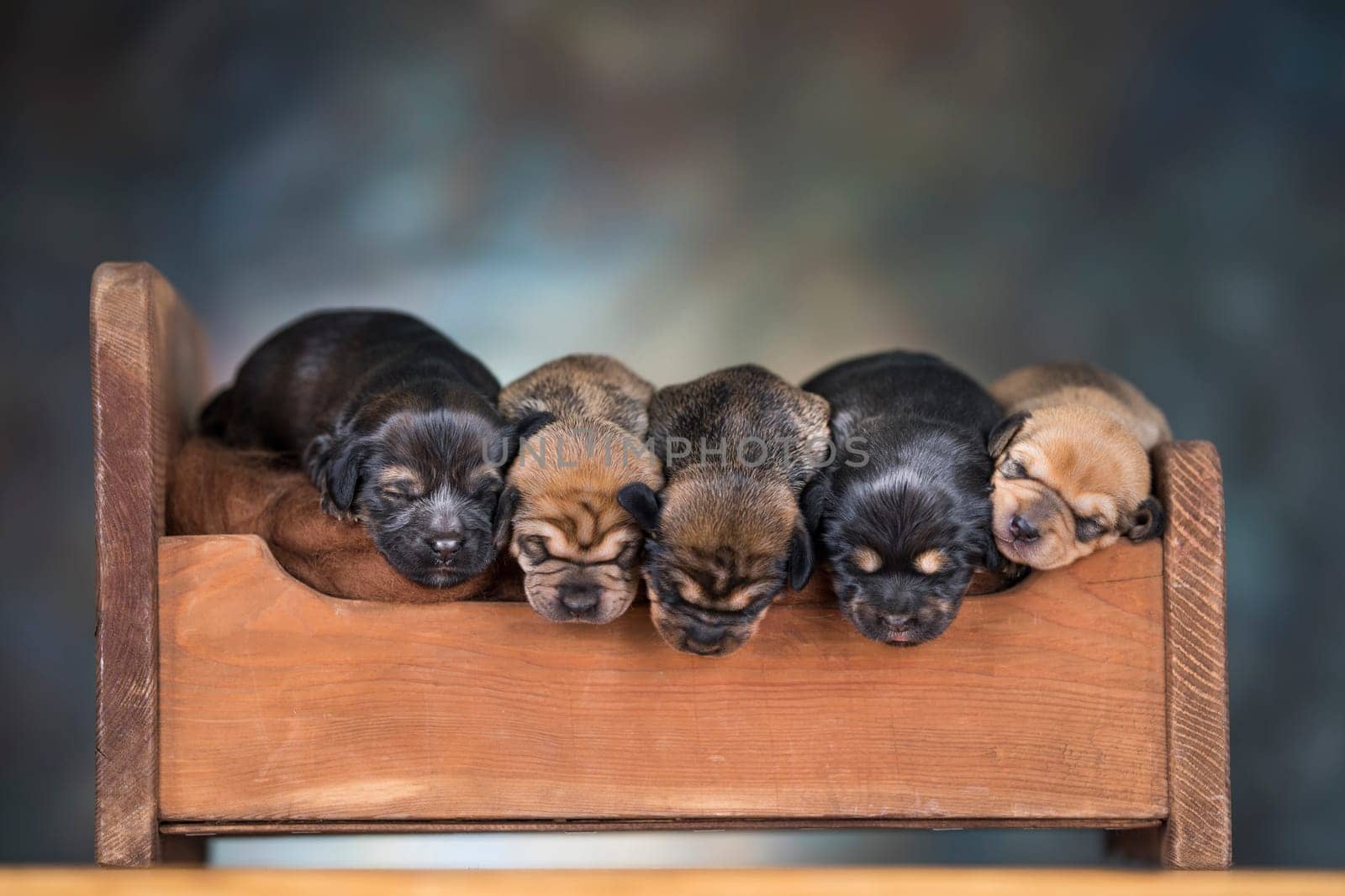 The dogs sleep on a wooden bed