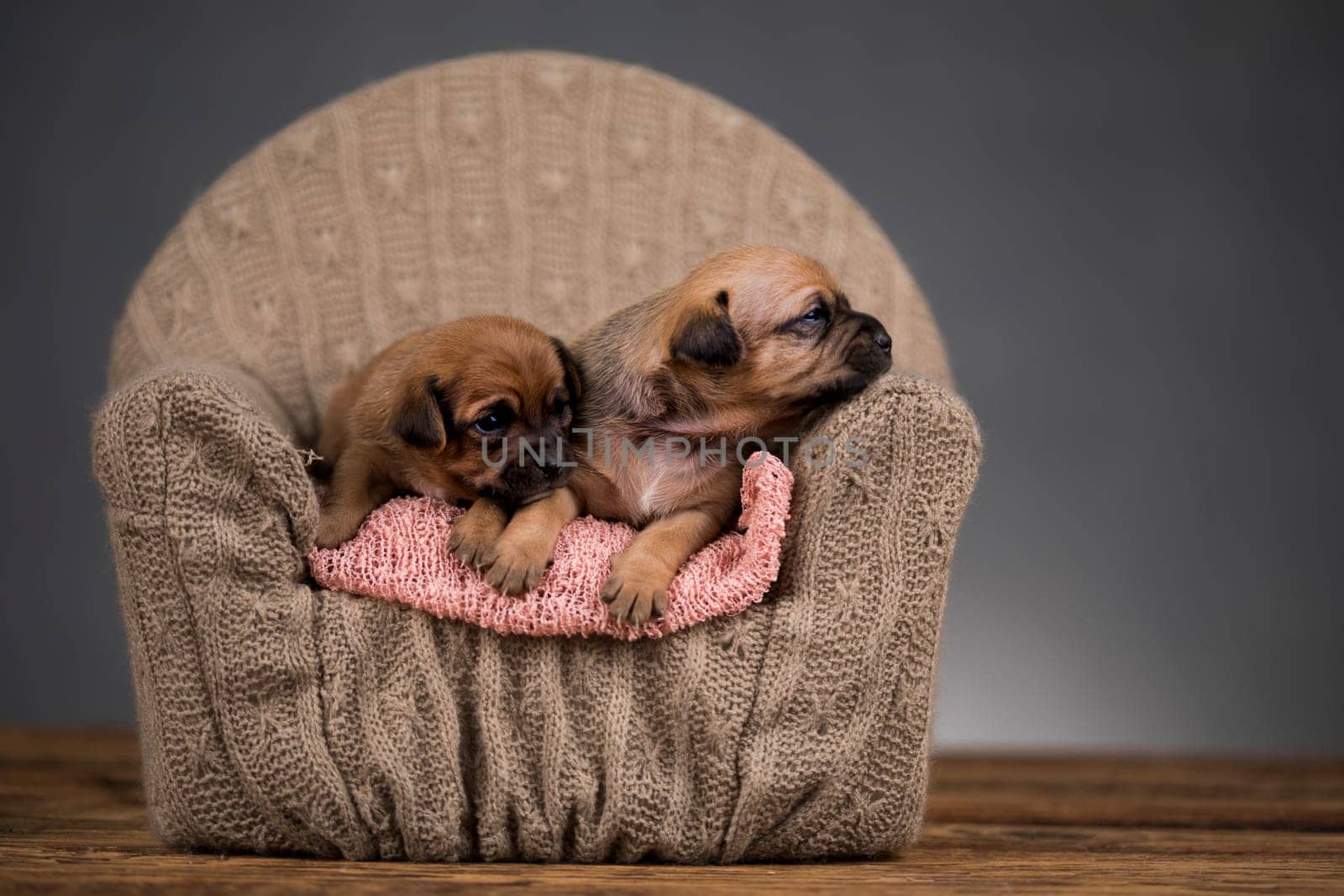 Dog sleep on a small wooden bed