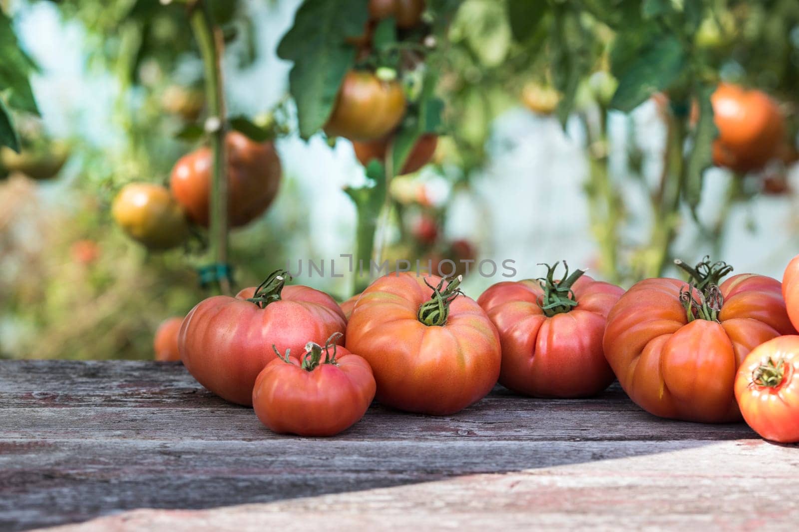 Vegetables, tomatoes on wooden desk