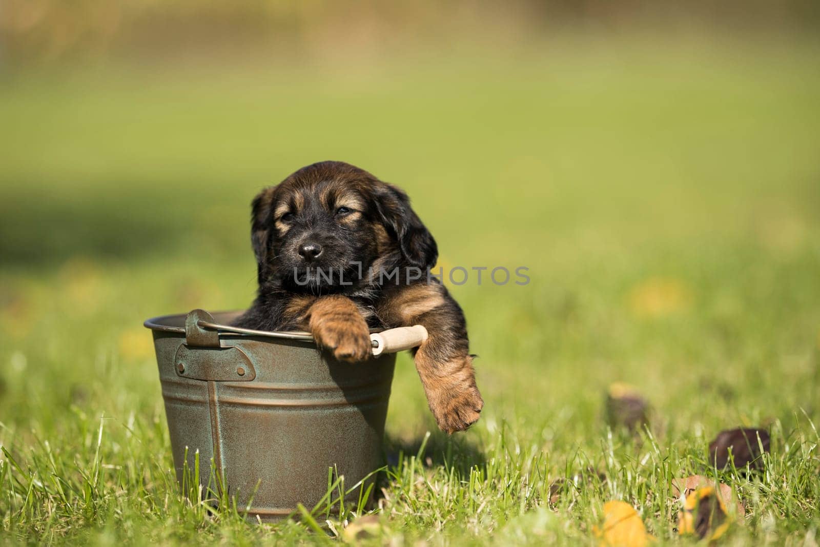 A small dog in a metal bucket