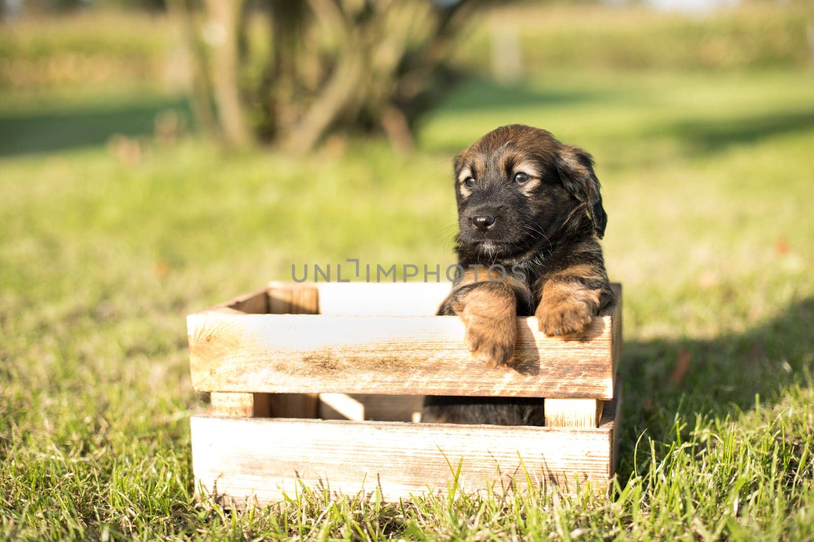 Cute little dog in a wooden crate on the grass