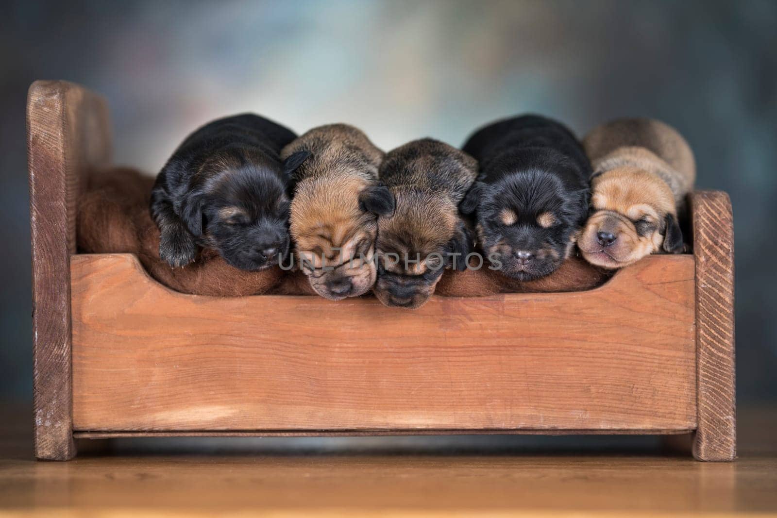 Dogs sleep on a small wooden bed