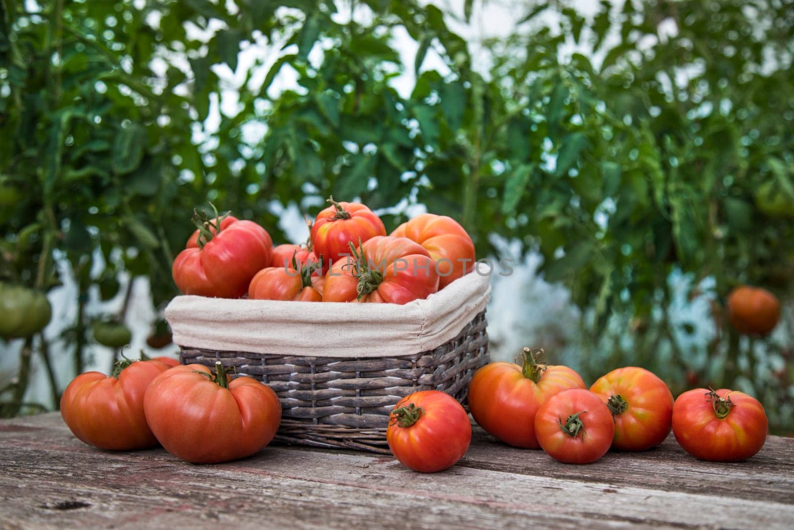 Vegetables, Tomatoes,  on desk in garden
