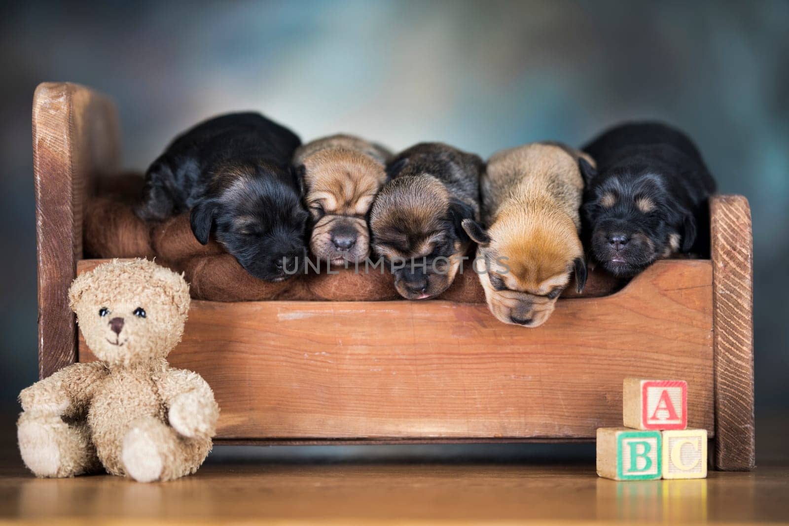 The dogs sleep on a wooden bed