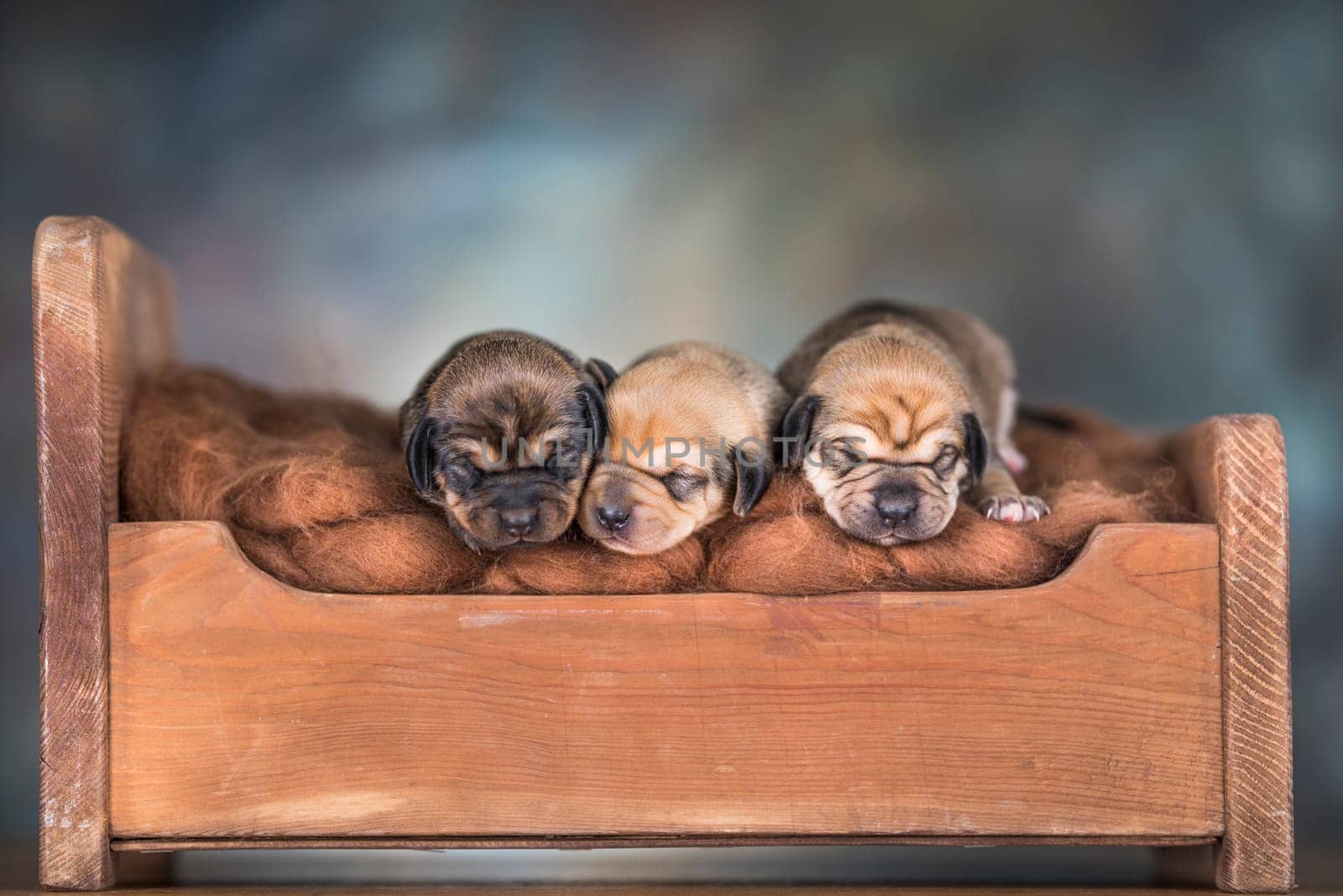 The dogs sleep on a wooden bed