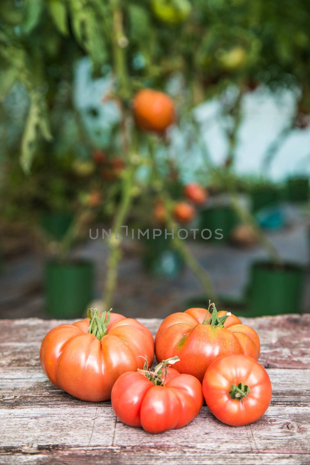 Vegetables, tomatoes on wooden desk