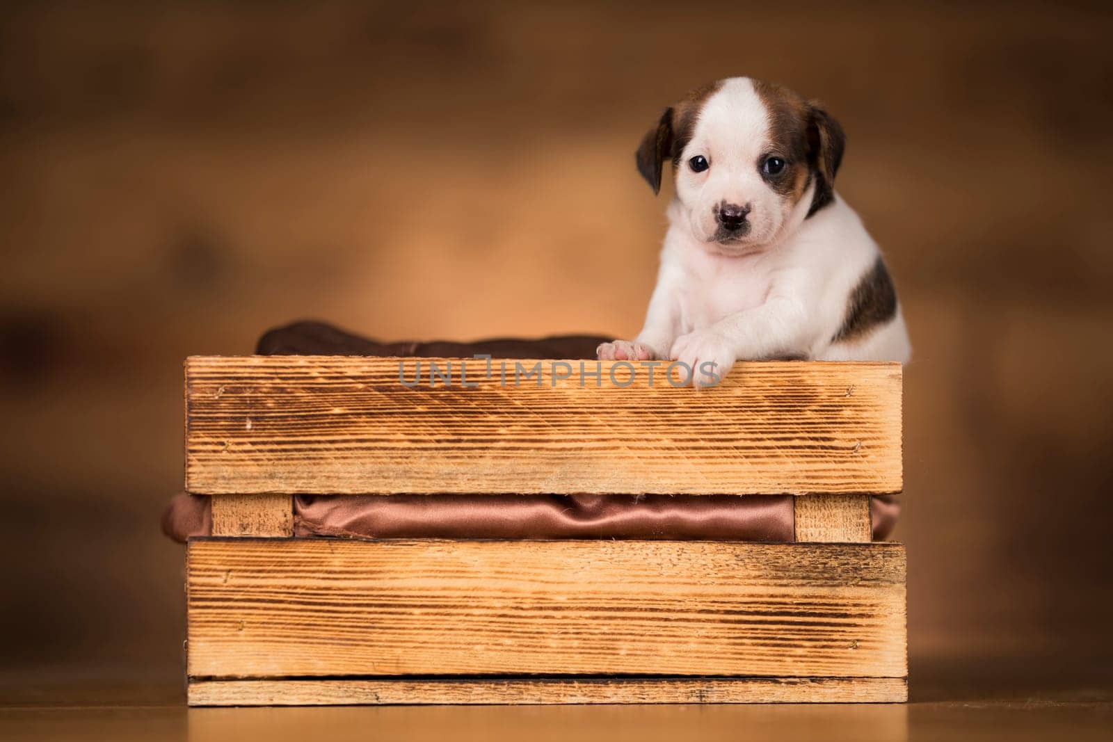 Dog in a wooden crate