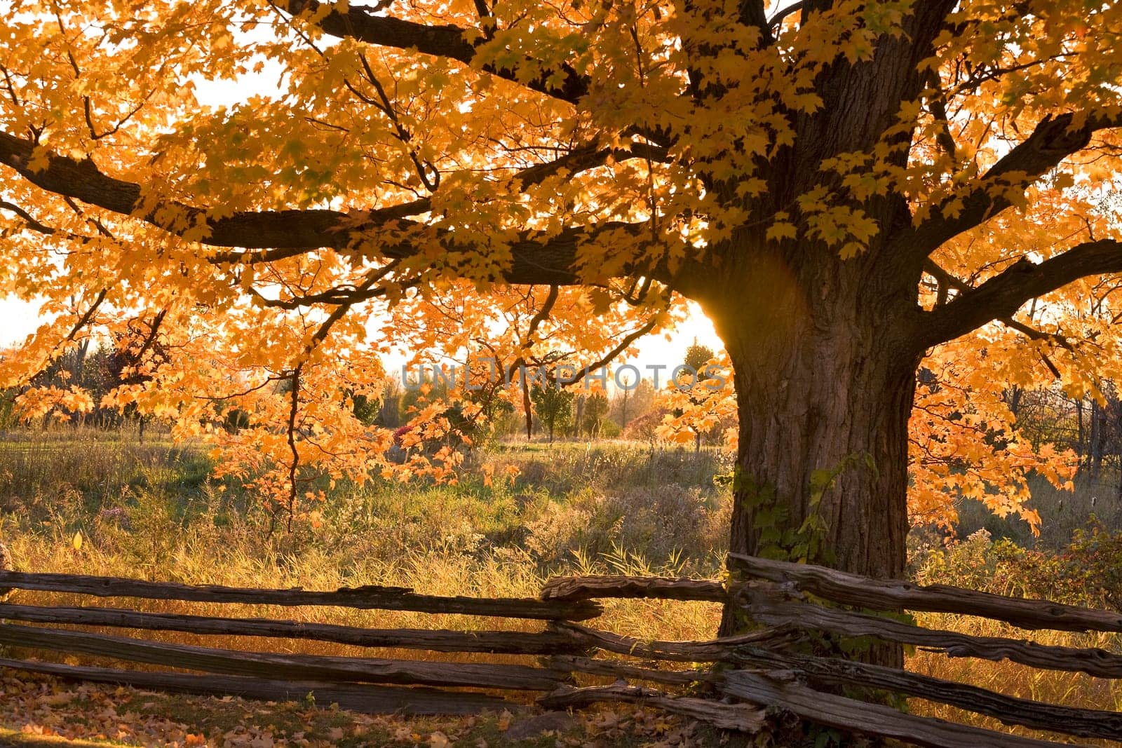 Sugar Maple in Grand Isle, Vermont.