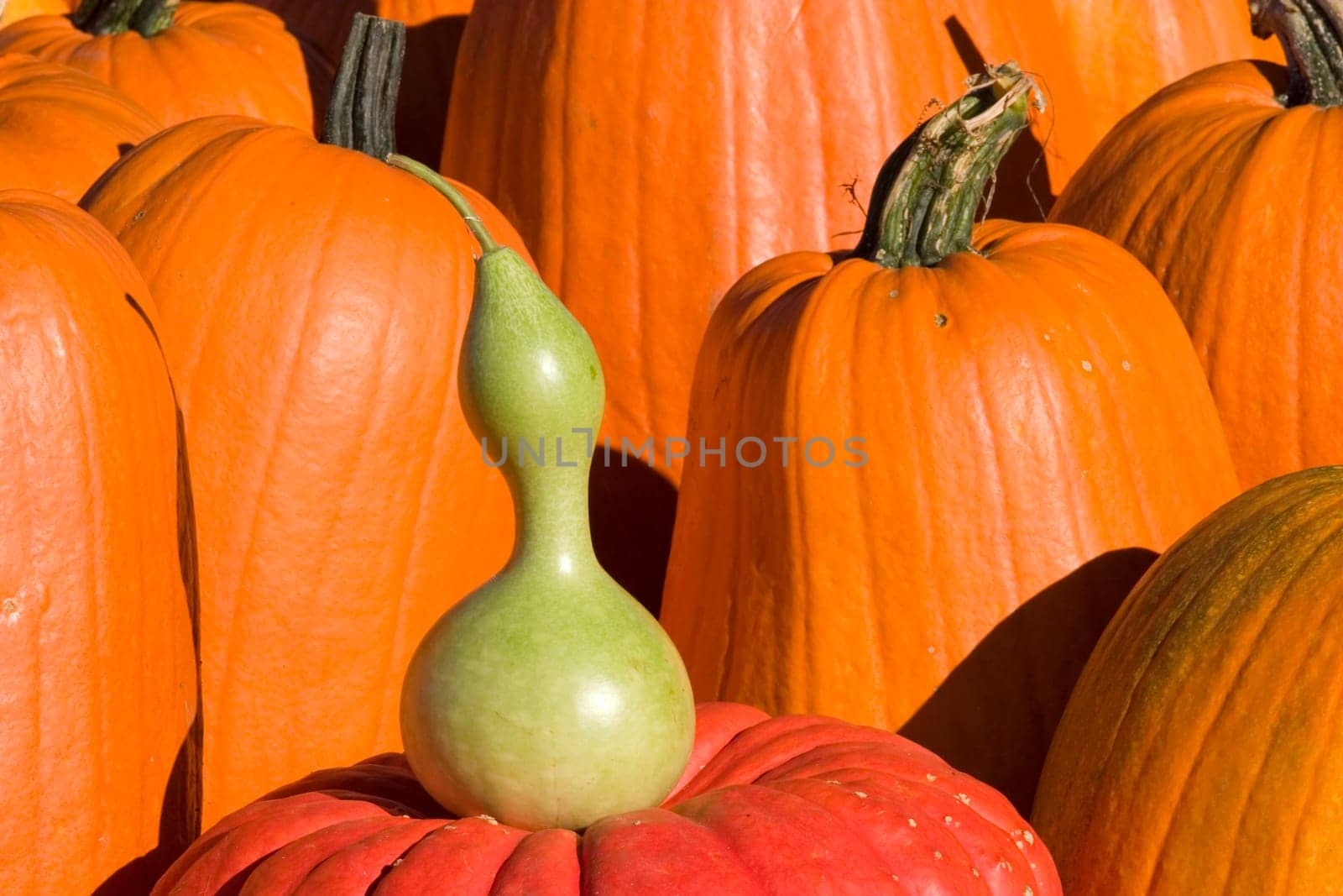 Pumpkins near Hanover NH