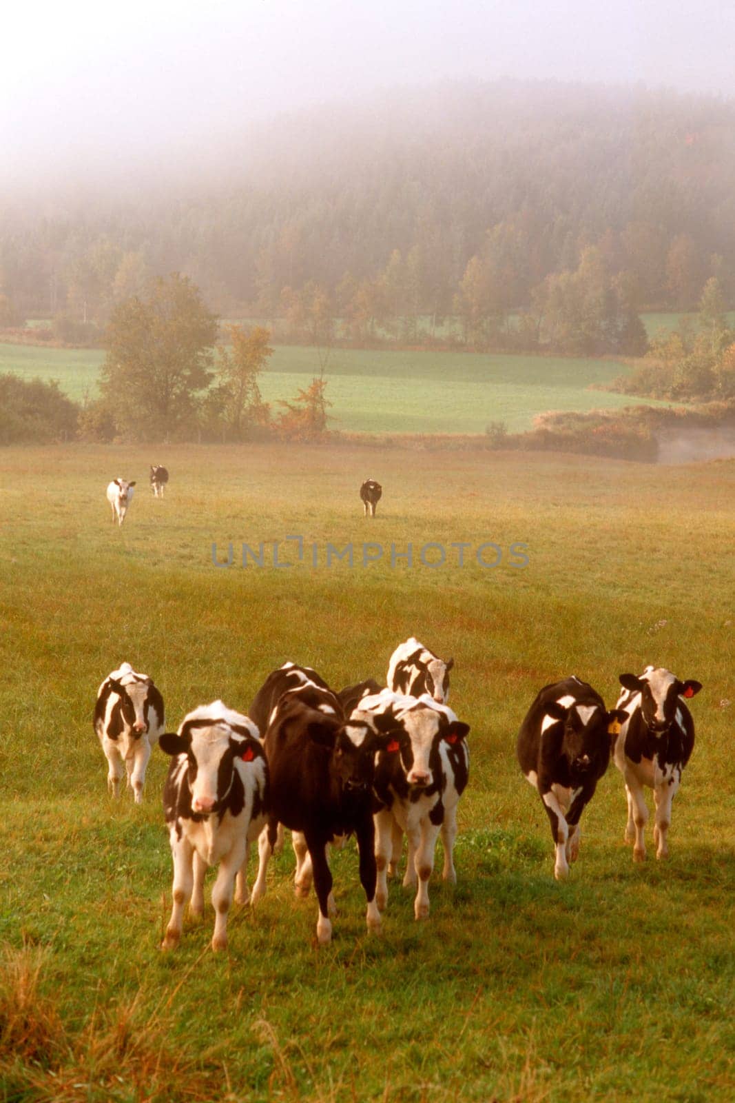 CURIOUS HOLSTEINS.