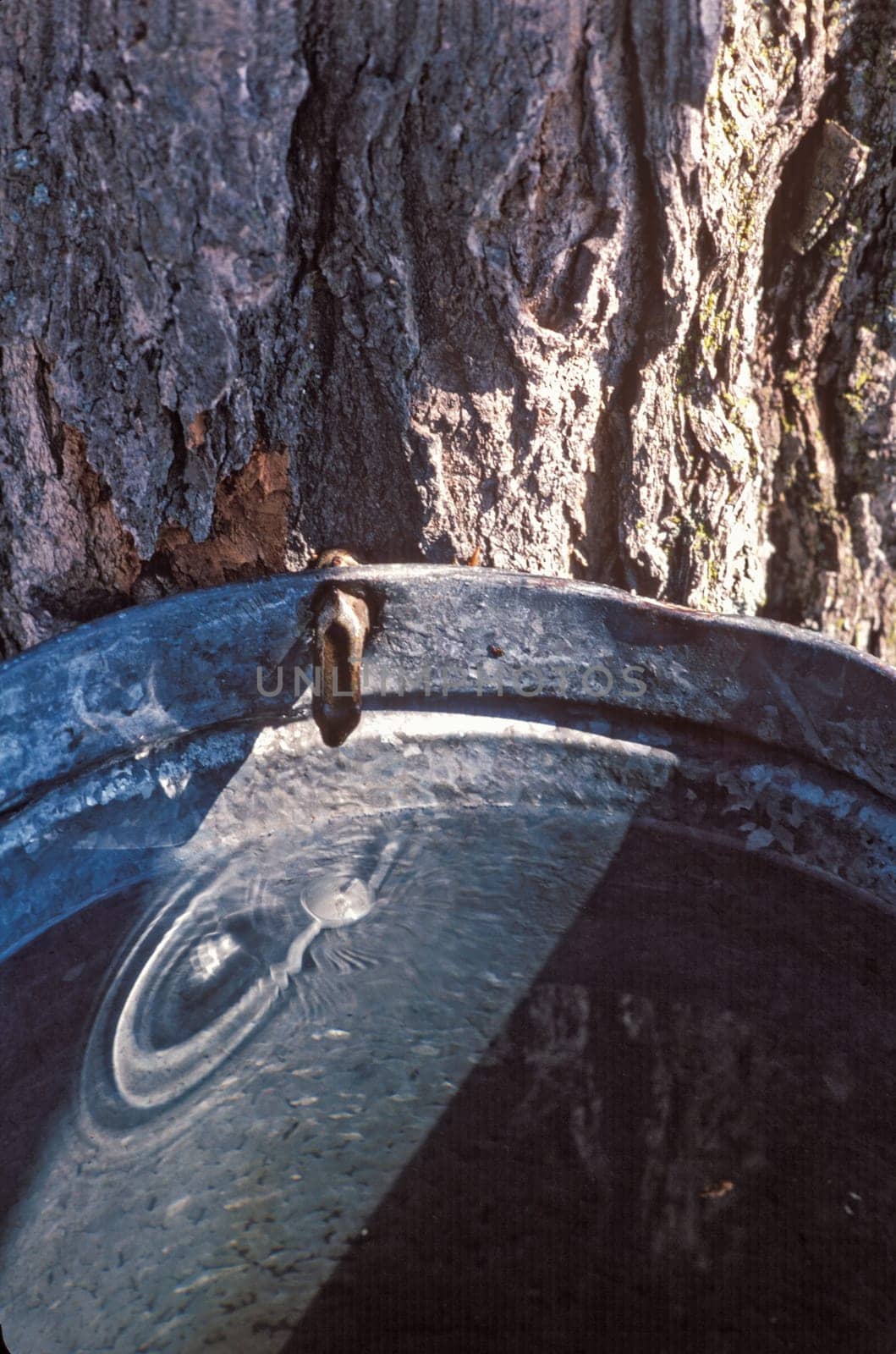 Sap Bucket