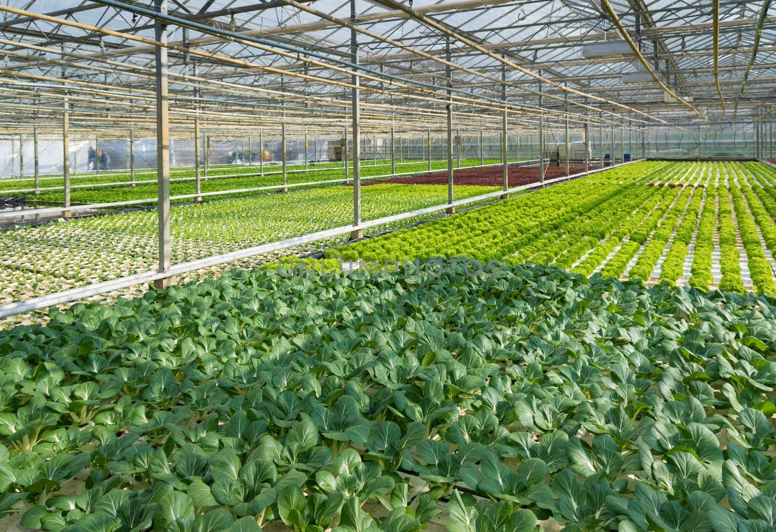 cultivation of vegetables in a greenhouse in the netherlands