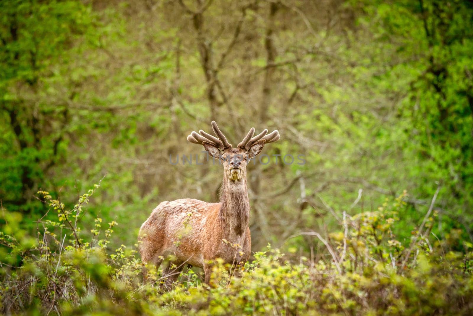Deer with antlers in a green forest