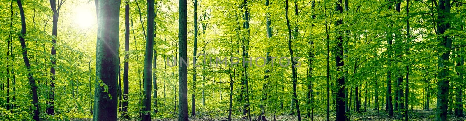 Panorama landscape of a beech forest in the springtime