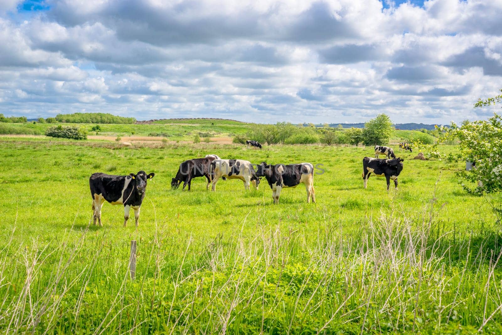 Black and white cows in a summer scenery