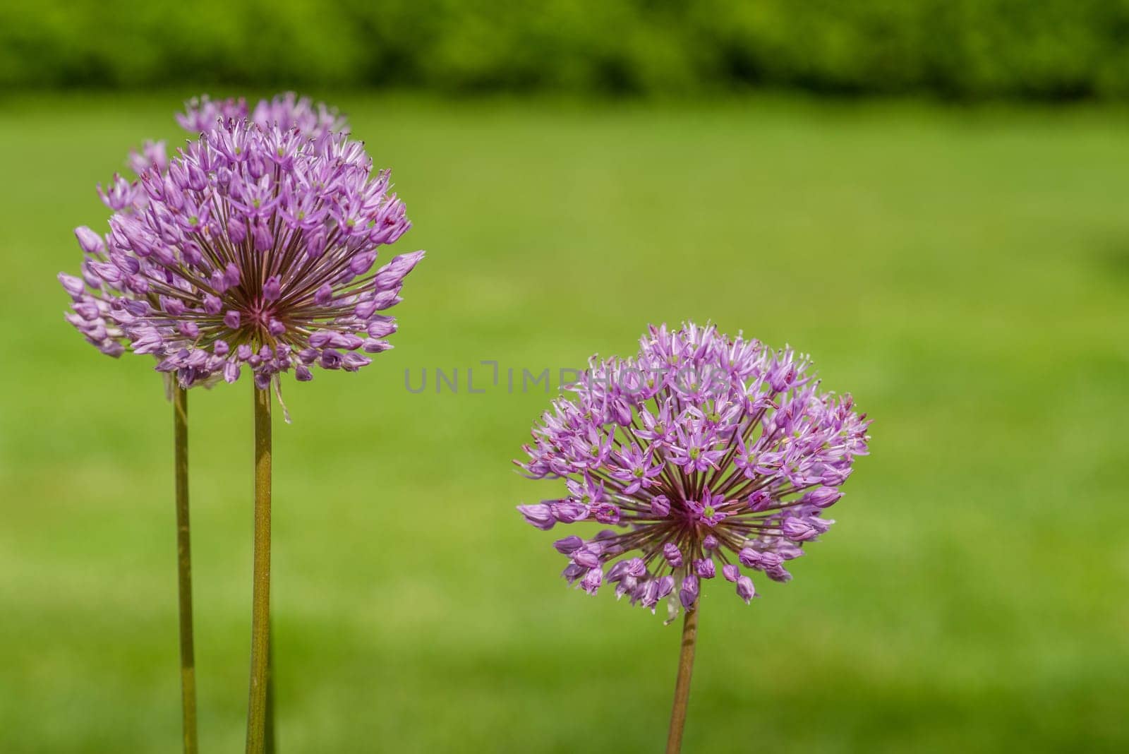 Close-up of a Allium Giganteum flower in a garden