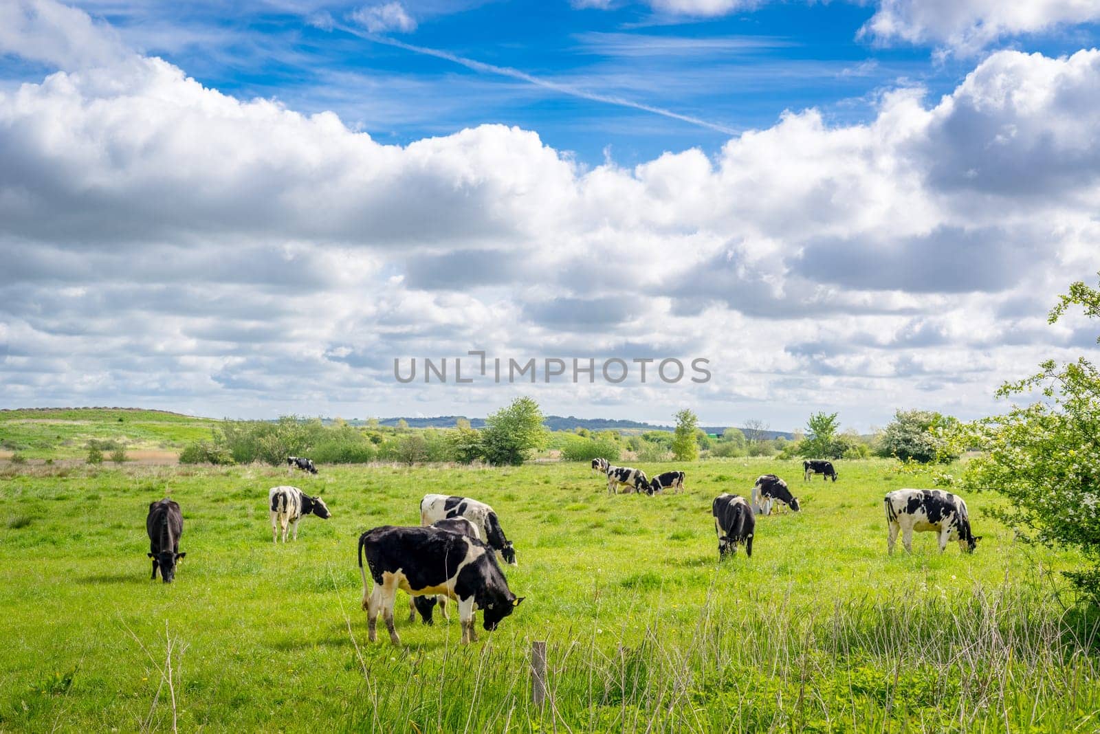 Cows on green grass in the summertime