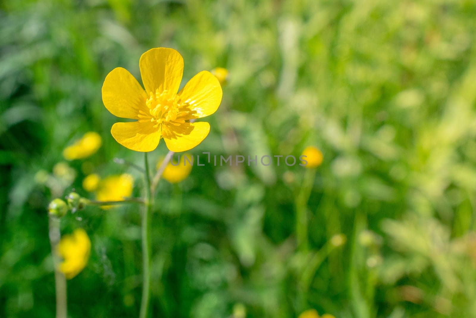 Yellow buttercup flower in natural green surroundings