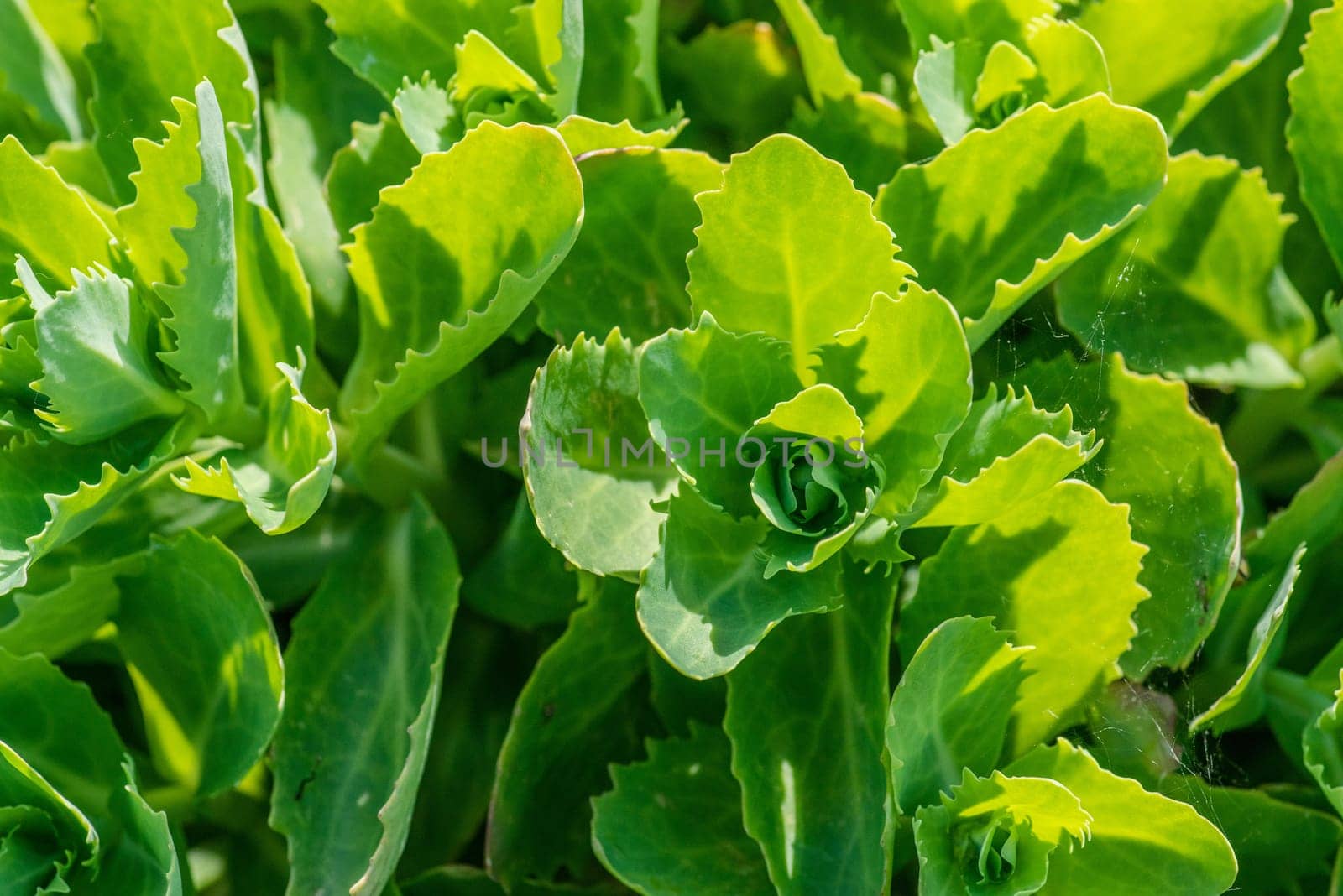 Close-up of a green cabbage field in the summertime