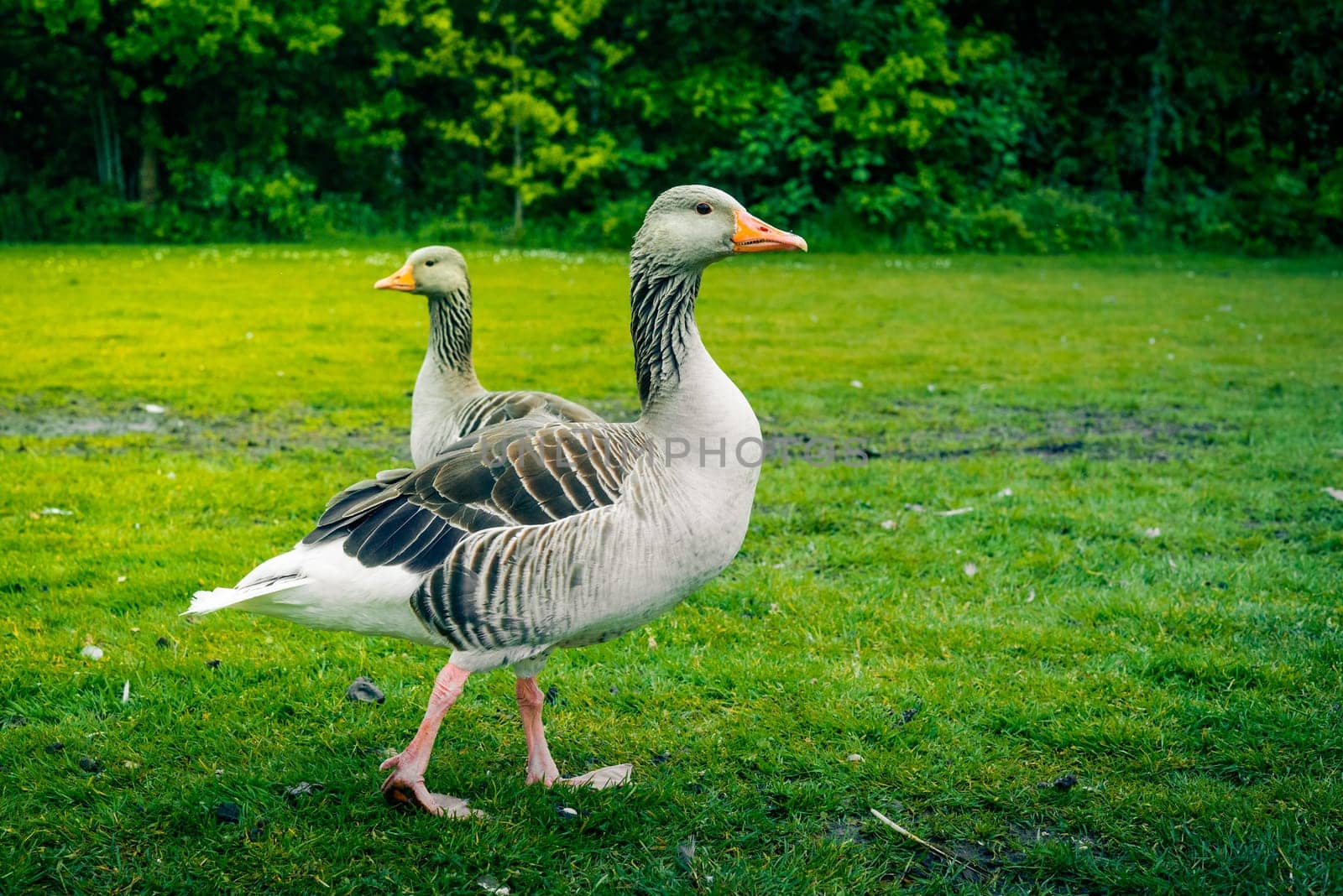 Wild grey geese walking on green grass