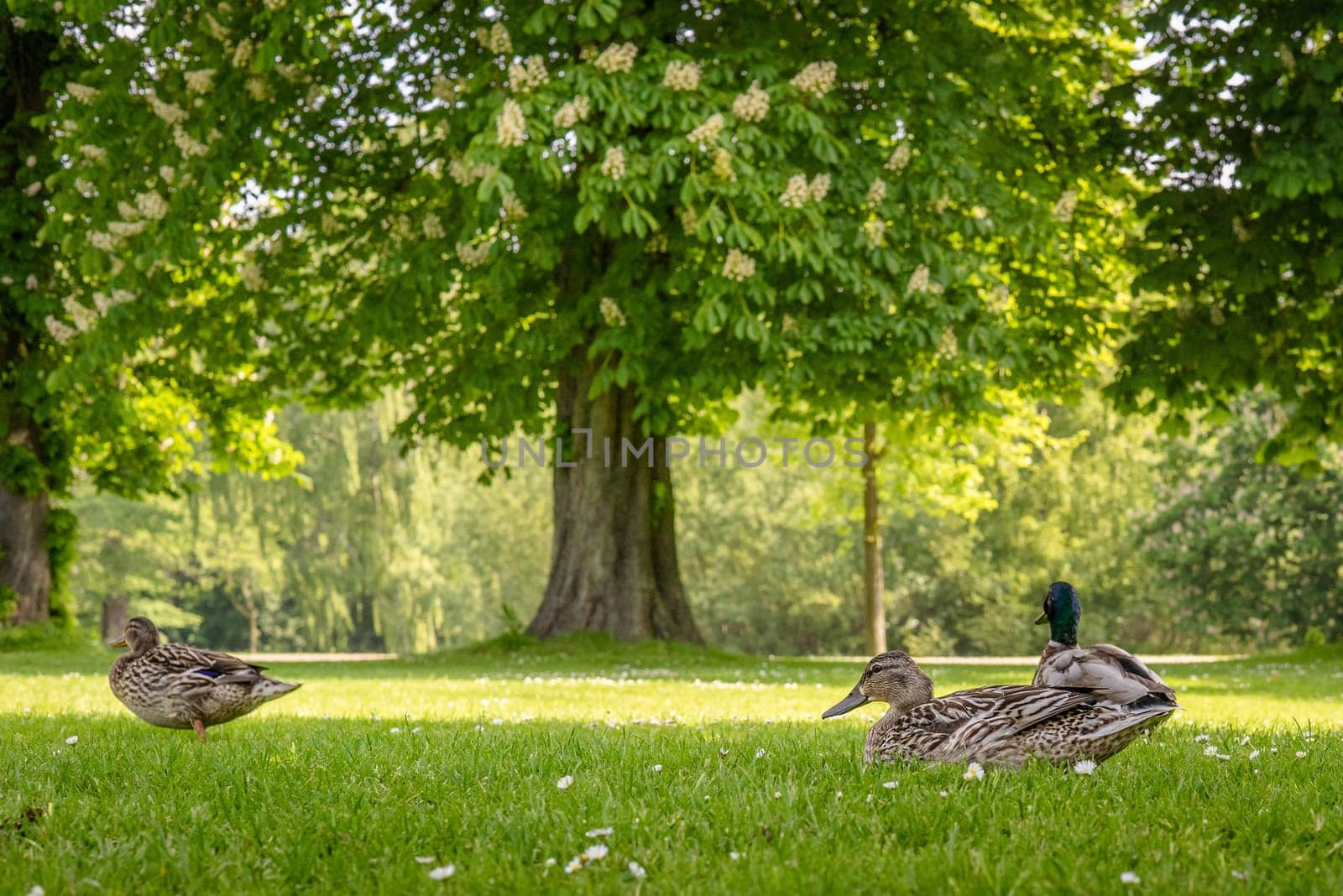Ducks relaxing in a park at summertime