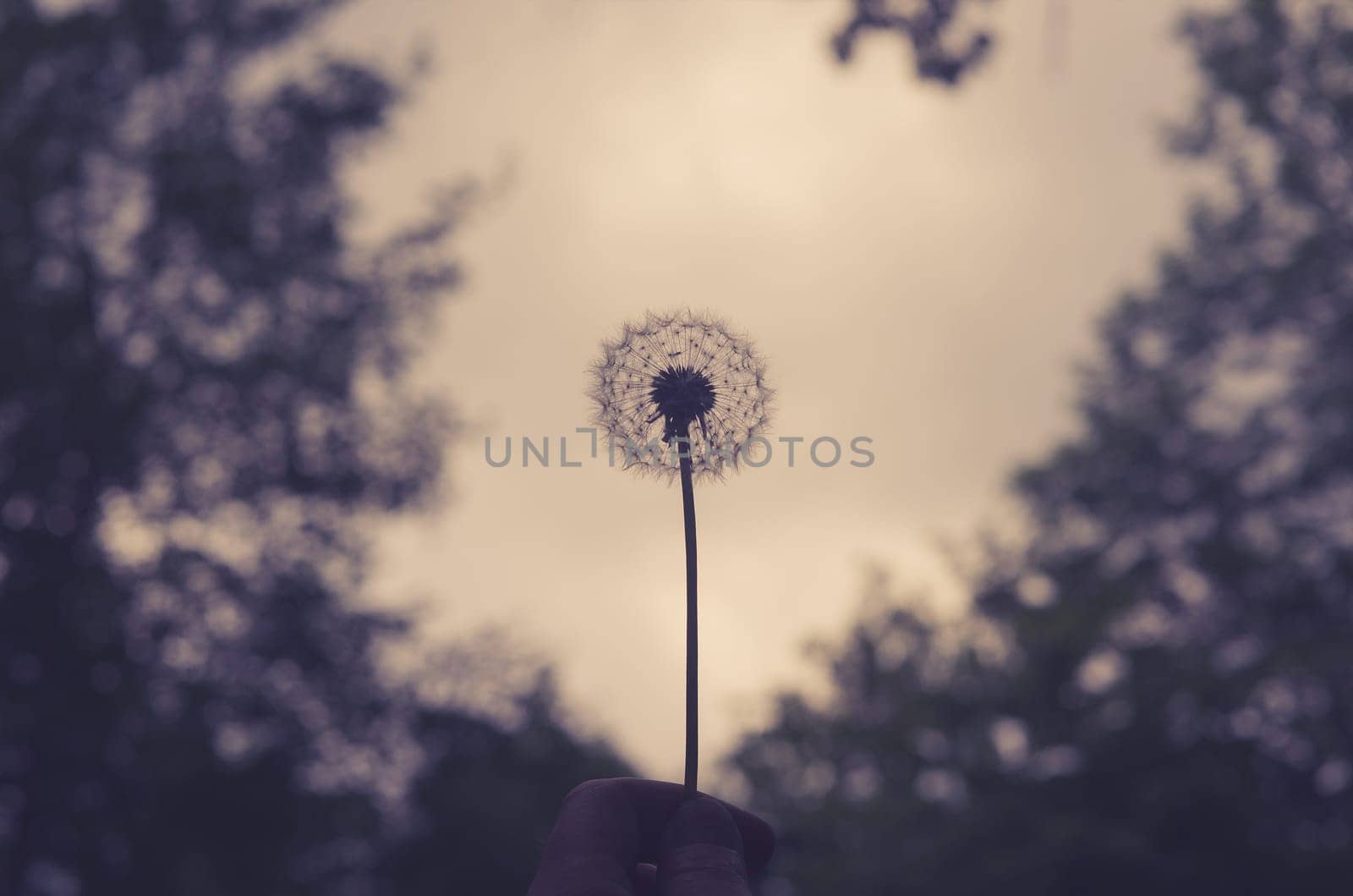 Hand holding a fluffy dandelion on violet background