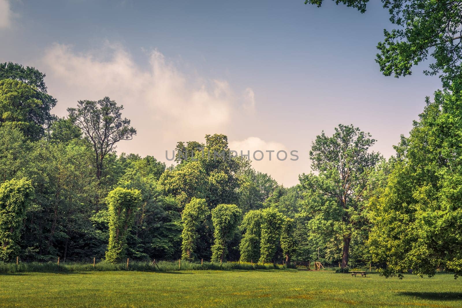 Park with various green trees and blue sky